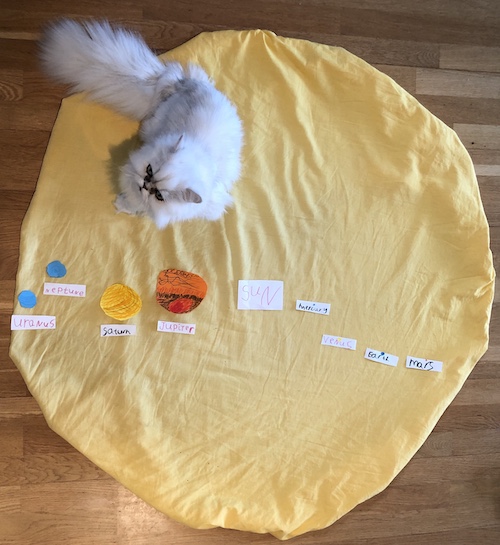 The Sun and the planets to scale with a white cat.